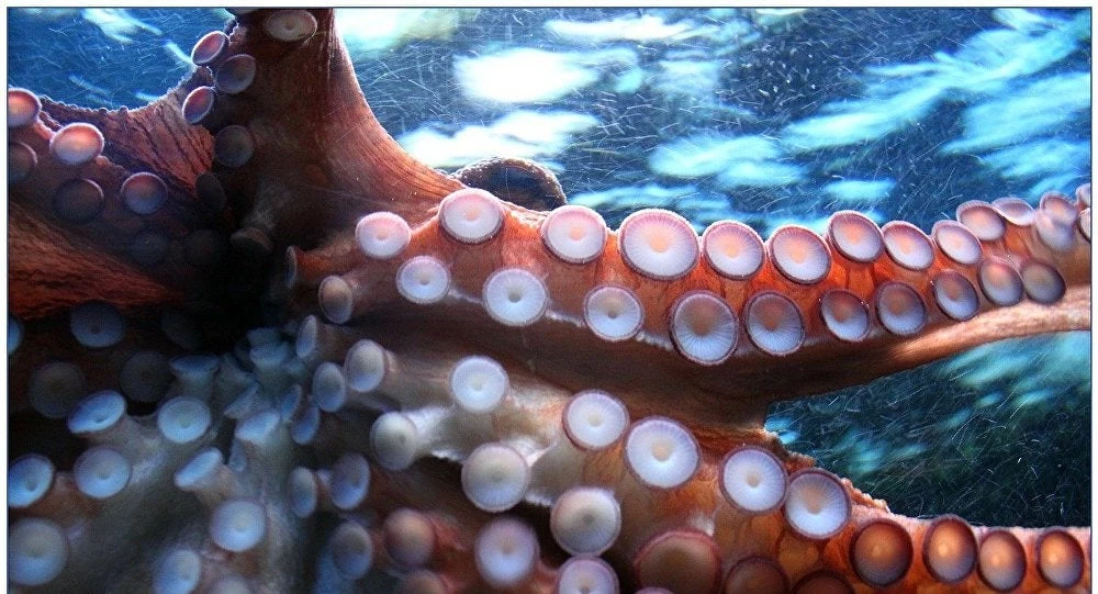 Η στιγμή που ένα χταπόδι – γίγας τυλίγει με τα πλοκάμια του έναν δύτη (βίντεο)